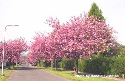 Street of flowers